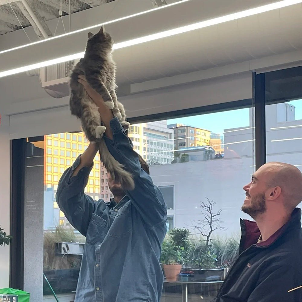 Our Office Cat: How Mimi Found Us It all started on an ordinary day - MemoryTails