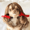FurryTress Pet Wig – Funny Wig for Cats & Dogs - MemoryTails